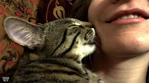 Can my cat kiss me?
