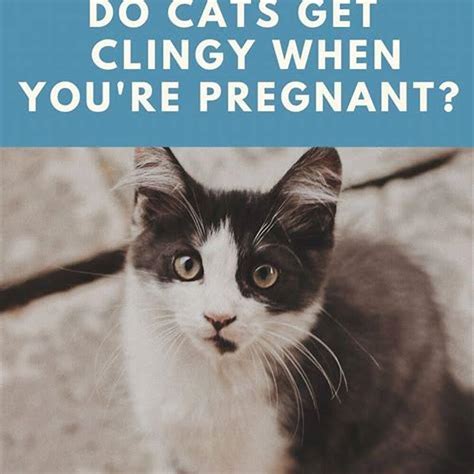 Can my cat sense I'm pregnant?