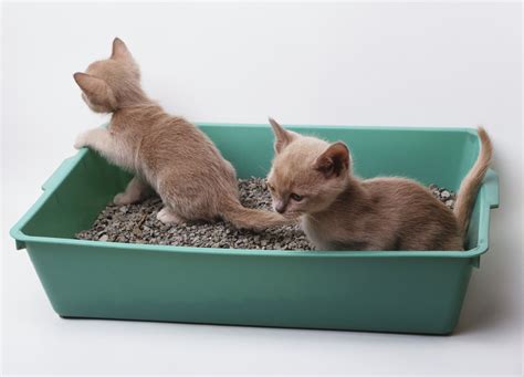 Can my cat use the litter box after being neutered?