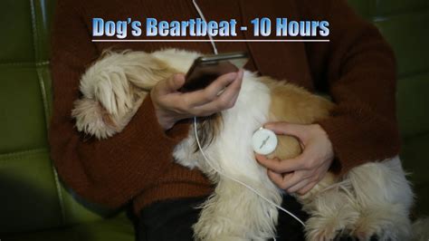 Can my dog hear my baby's heartbeat?