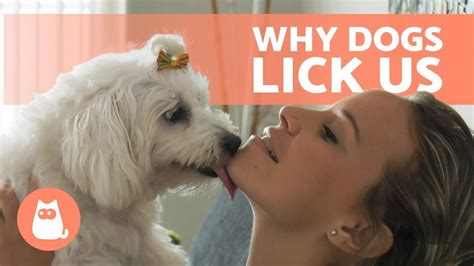Can my dog lick herself on her period?