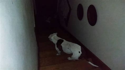 Can my dog see ghosts?