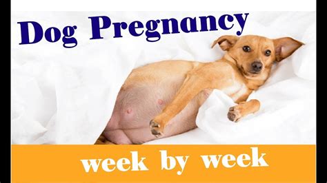 Can my dog sleep on my pregnant belly?