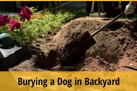 Can my dog smell my buried dog?