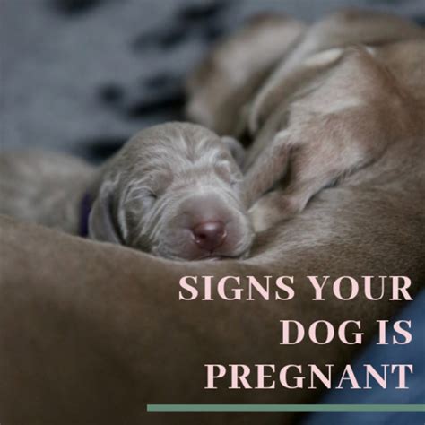 Can my dog smell my pregnancy hormones?