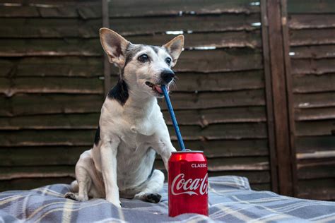 Can my dog taste Coke?