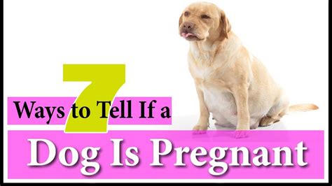 Can my dog tell Im pregnant before I can?