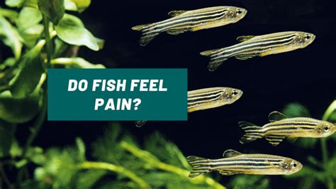 Can my fish feel pain?