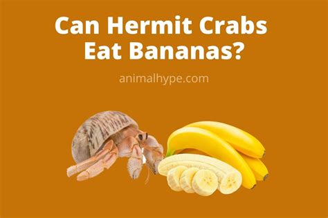 Can my hermit crab eat bananas?