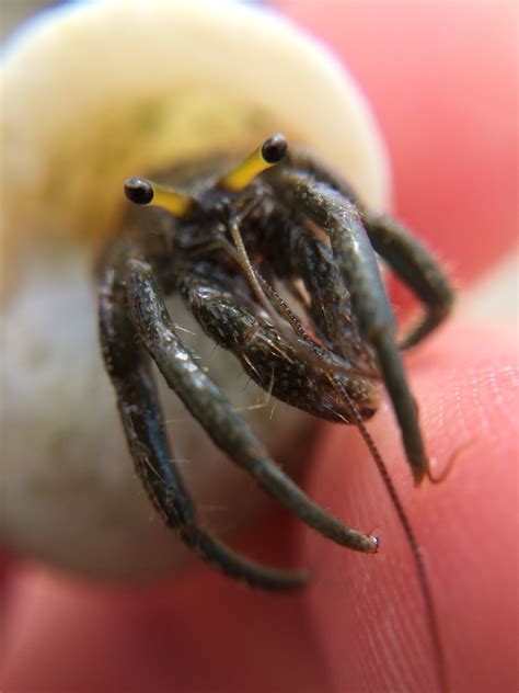 Can my hermit crabs have babies?