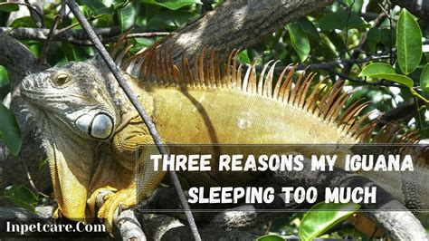 Can my iguana sleep with me?
