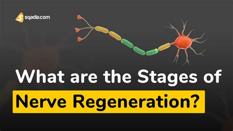 Can nerves regenerate after 2 years?