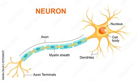 Can neurons be 1 meter long?