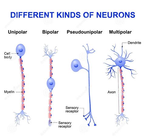 Can neurons be 1m long?