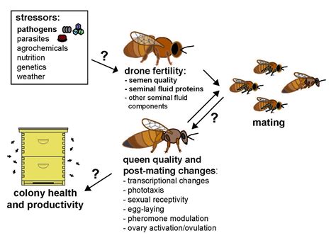 Can normal bees mate?
