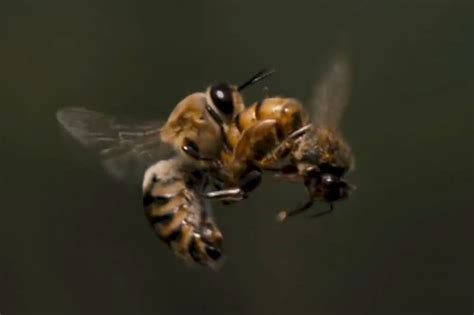 Can normal bees mate?