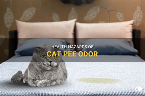 Can old cat pee smell make you sick?