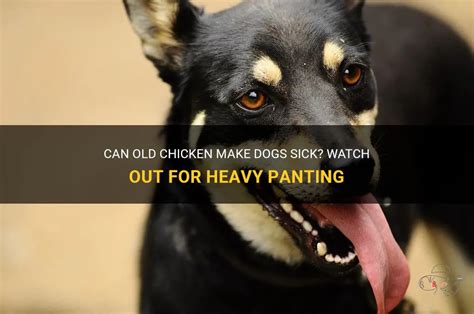 Can old chicken make a dog sick?