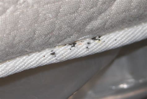 Can old mattress cause bed bugs?