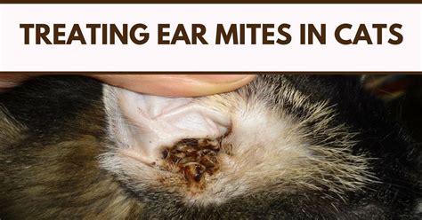 Can olive oil treat ear mites in cats?