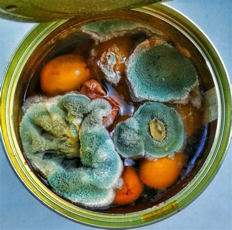 Can olives grow mold?