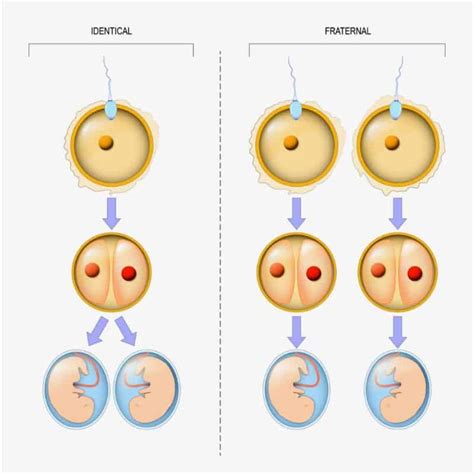 Can one embryo split into a boy and a girl?