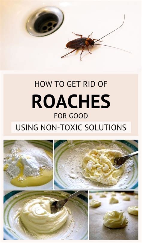 Can onion kill cockroaches?