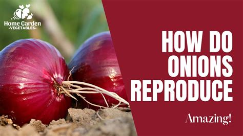 Can onions reproduce?