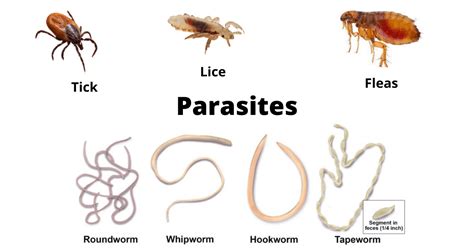 Can parasites affect growth?