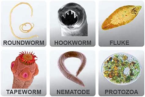 Can parasites cause chronic inflammation?