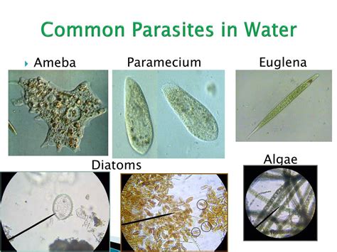 Can parasites survive boiling water?