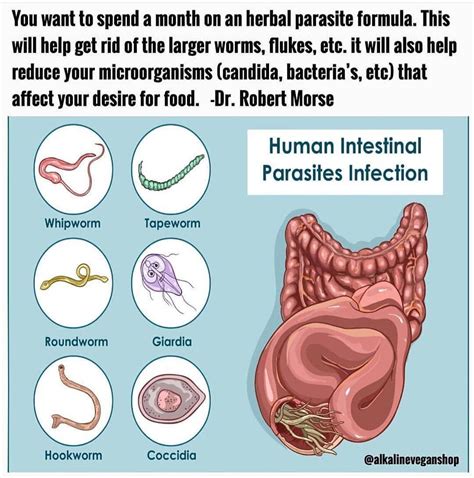 Can parasitic worms survive in the stomach?