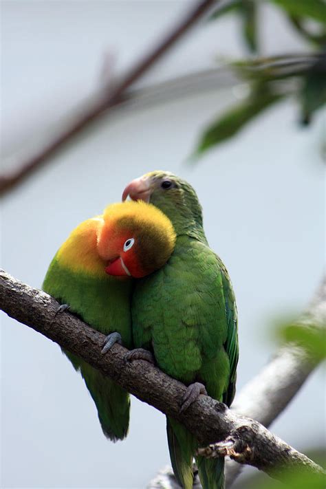 Can parrots be affectionate?