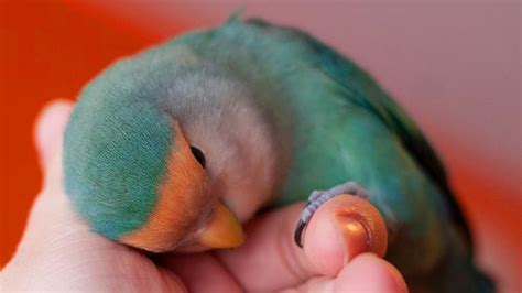 Can parrots be cuddly?