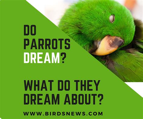 Can parrots dream?