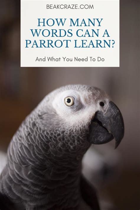 Can parrots learn words from other parrots?