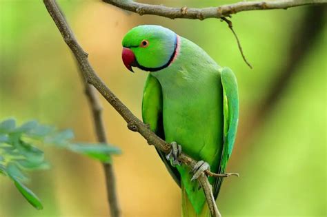 Can parrots live 100 years?