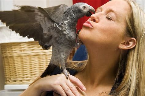 Can parrots love humans?