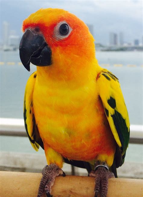Can parrots miss you?