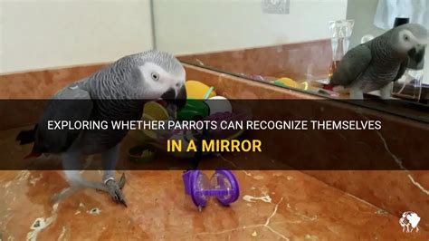 Can parrots see themselves in the mirror?