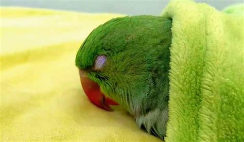 Can parrots sleep with you?