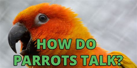 Can parrots talk back to you?