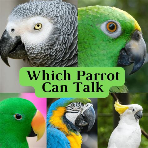 Can parrots talk naturally?