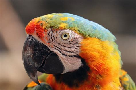 Can parrots understand our feelings?