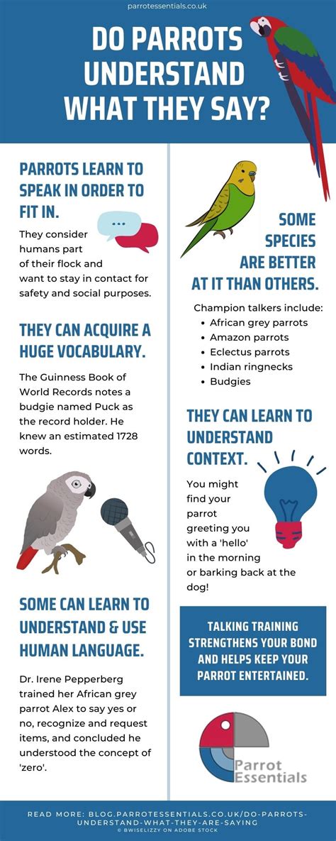 Can parrots understand words?