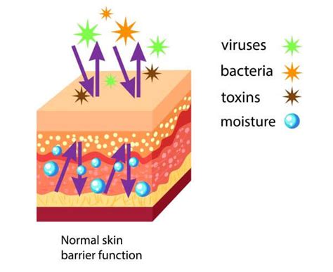 Can pathogens pass through skin?