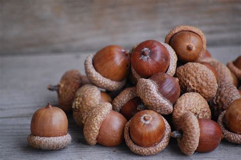 Can people eat oak acorns?