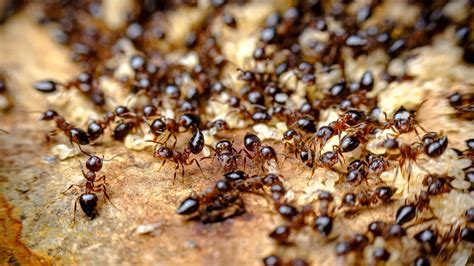 Can people smell live ants?