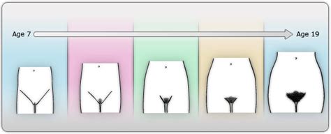 Can period start before pubic hair?