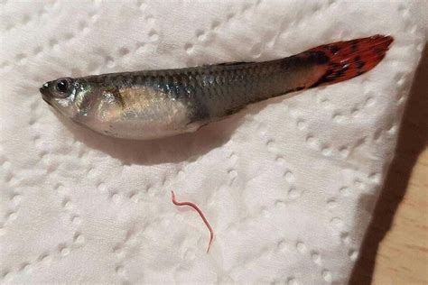 Can pet fish have worms?